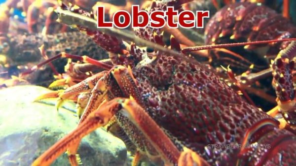 Wild Zoo Animals Toys Baby Mom Learn Animals Names With Educational Zoo Toys