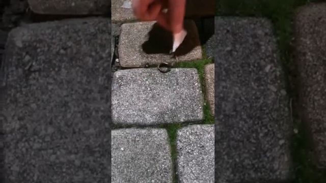 Детёныш змеи ? смотреть онлайн