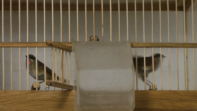 соловьи красношейки Luscinia calliope смотреть онлайн