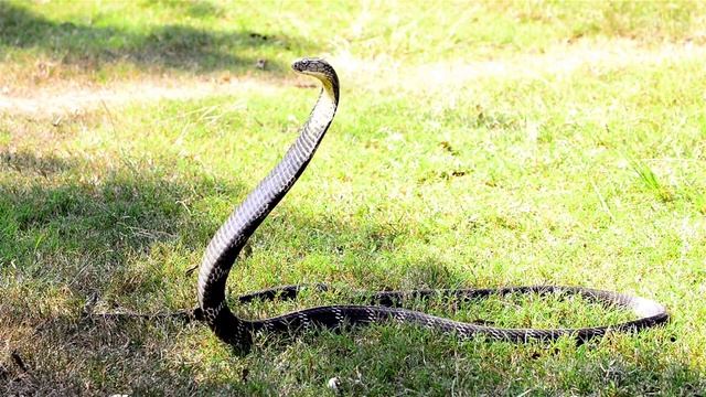 King Cobra Vs Python: Nature's Ultimate Showdown смотреть онлайн