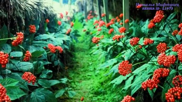 Рейши и женьшень Coffeecell - регуляторы баланса в нашем организме. Михайлова И.Л. смотреть онлайн