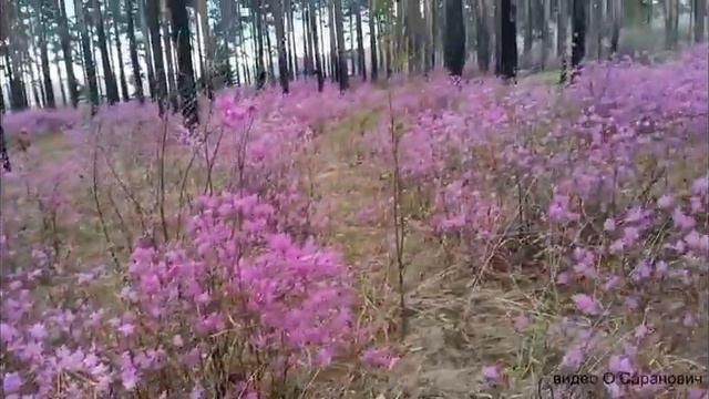 Майский багульник смотреть онлайн