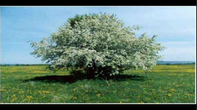 Там где клен шумит. смотреть онлайн