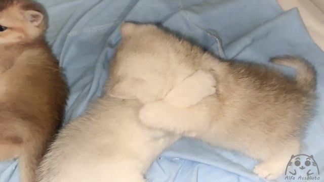 Silver and Golden Kittens find out who is the most Important смотреть онлайн