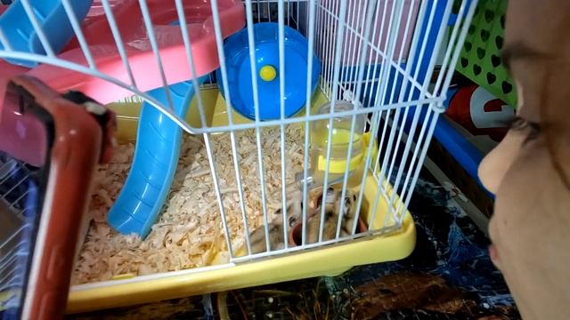 Джунгарские хомяки.Винтик и Шпунтик. смотреть онлайн