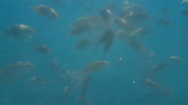 Подводные танцы рыб смотреть онлайн