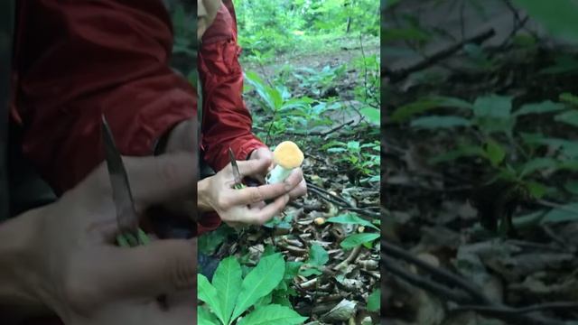 Гриб ежовик смотреть онлайн