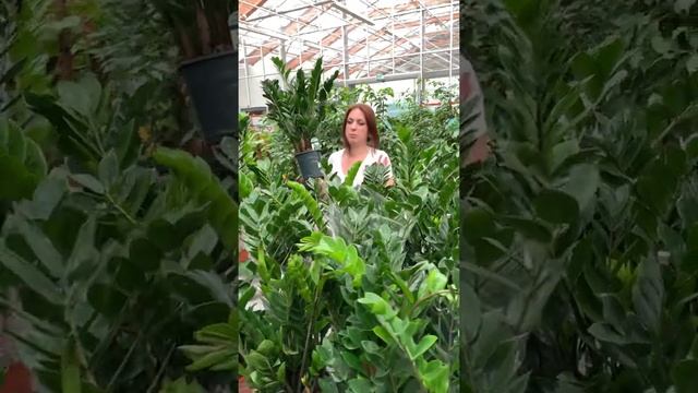 Замиокулькас - долларовое дерево. Озеленение для дома, офиса и многого другого. смотреть онлайн