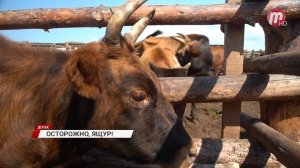 Сезонная миграция антилоп из Монголии в Забайкальский край ставит под угрозу скот в нашей республике