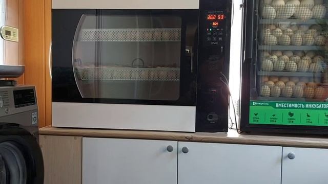 Инкубатор OVO-156. Мой отзыв! смотреть онлайн