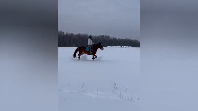 Продается кобыла под начинающих смотреть онлайн