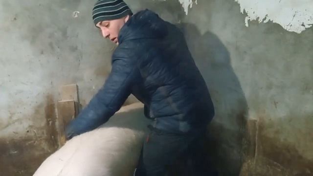 Что делать кабан не покрыл свиноматку. Покрываем сами. смотреть онлайн