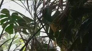 Выращиваю комнатные цветы. Размножаю пальму Драцену методом черенкования (продолжение). Мои секреты