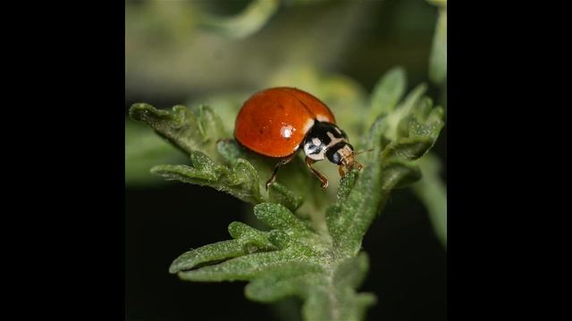 Fotografías tomadas con la Nikon D3500 + 18-55mm + 70-300mm + 50mm 1.8 + amscope 4x смотреть онлайн