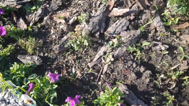 обзор сада 14 июня 2021 роза Джон Девис, Прайд енд преджусич, Бьенвеню , Нью Доун