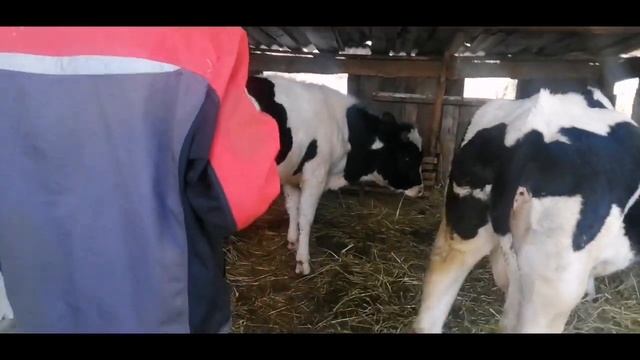 Живой вес быка. Как определить? смотреть онлайн
