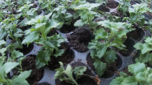 РЕЗУЛЬТАТ УКОРЕНЕНИЯ НА СТЕЛЛАЖАХ смотреть онлайн