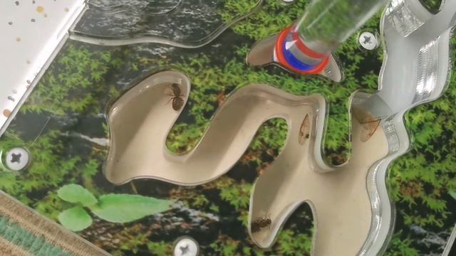 две матки муравья в одной колонии. уживутся или замочат друг друга? смотреть онлайн