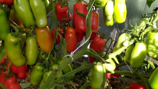 Томат ЖИГОЛО!!!!Супер урожайность. СТЕНА томатов!!! будет в продаже.