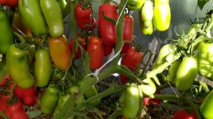 Томат ЖИГОЛО!!!!Супер урожайность. СТЕНА томатов!!! будет в продаже.