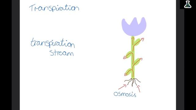 The WHOLE of Edexcel GCSE Biology PLANTS смотреть онлайн