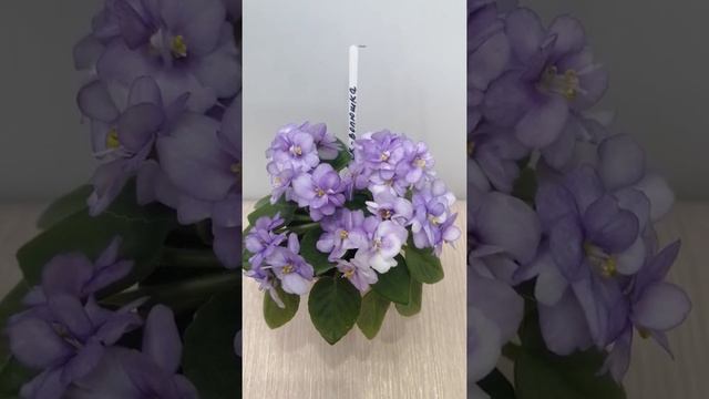 Фиалка СК-Волюшка. Обзор. смотреть онлайн