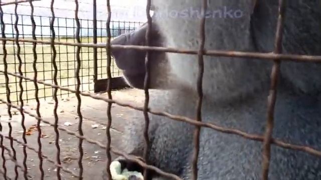 Лето!Отдых!Зоопарк! Смешной и голодный бабуин//Summer! Rest! Zoo! Funny and hungry baboon смотреть онлайн