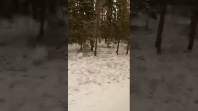 ЭКСКУРСИЯ НА АВТОБУСЕ МАЗ 231 (АН-1516-1) (БЕЛОВЕЖСКАЯ ПУЩА) смотреть онлайн