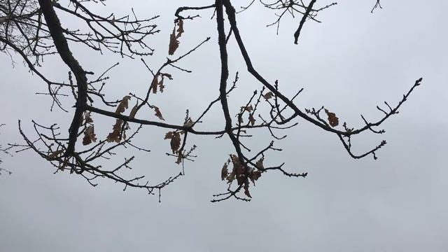 Sessile oak (Quercus petraea) - branches - April 2018 смотреть онлайн