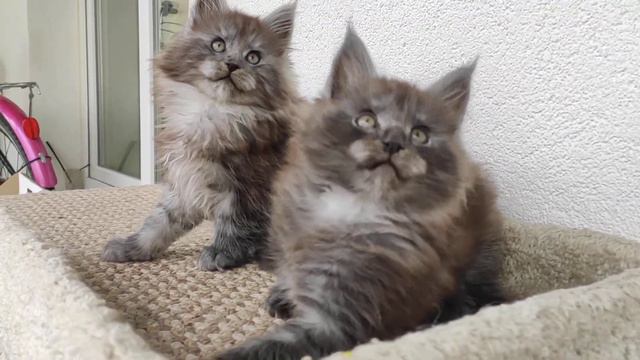 продажа Релакс и Изюмка смотреть онлайн