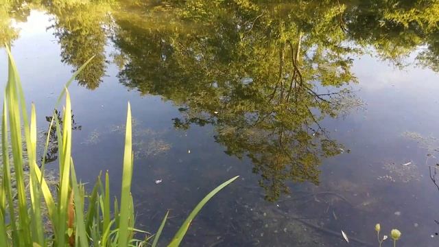 Стихотворение "Ты - Мой Свет, Живая вода!", автор Ольга Людвик смотреть онлайн