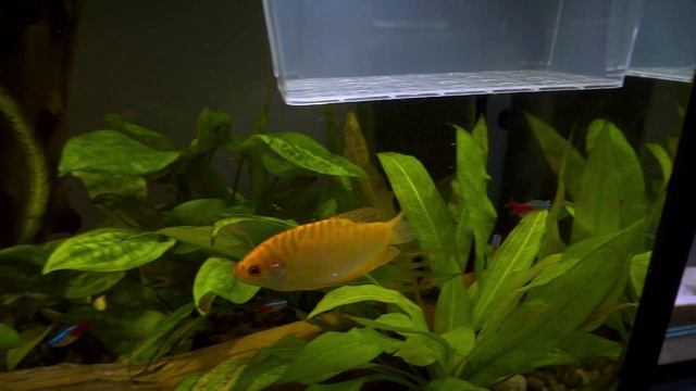 Гурами гоняет, дерется и бьет всех рыбок? Что делать? Есть решение!!! смотреть онлайн