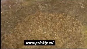 Higo chumbo de la semilla oleaginosa y Ammi Visnaga Aceite Esencial
