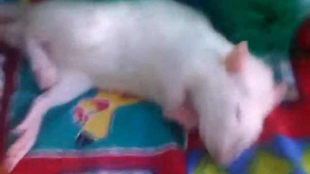 Новый друг крыс.3gp смотреть онлайн