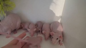 КРЫСЫ СФИНКСЫ