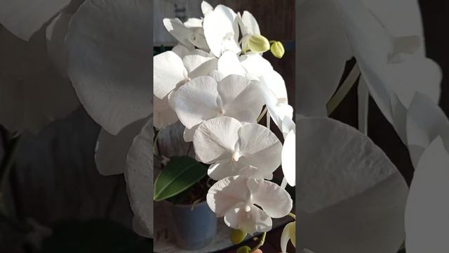 Phal. Charming Crystal Water 1287🤍