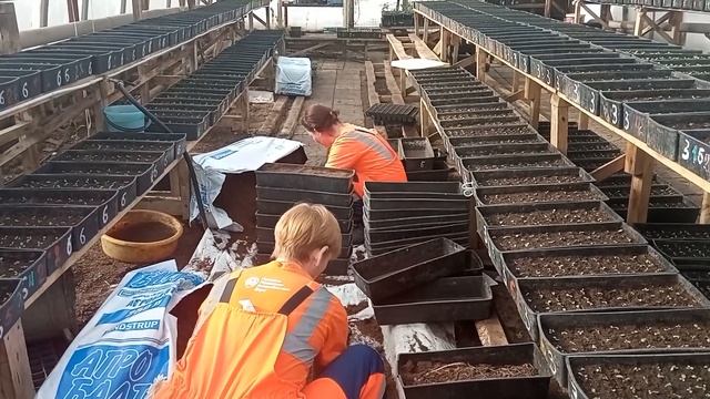 На городские клумбы Альметьевска высадят 300 тысяч цветов смотреть онлайн