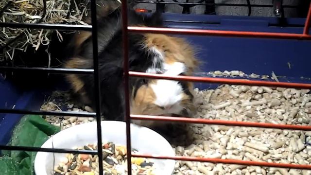 Морская свинка сидит в клетке смотреть онлайн