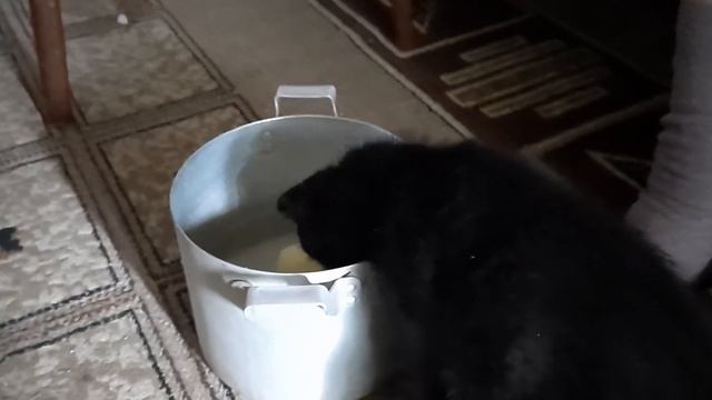 Кошка Ася: раз картошка,два картошка.. смотреть онлайн