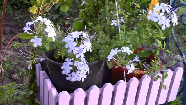 Плюмбаго или свинчатка. Красивое растение для оформления стен дома. смотреть онлайн