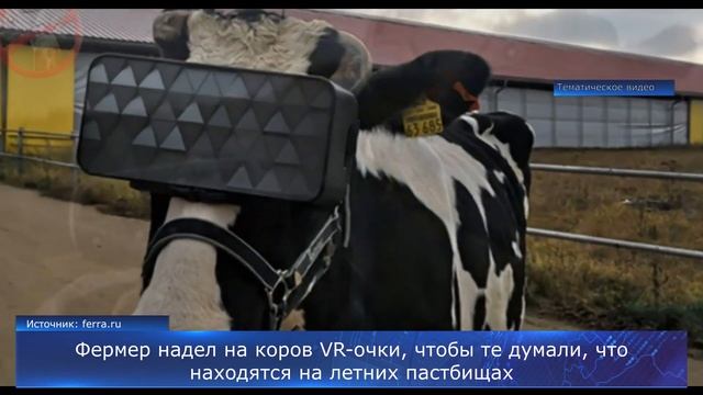 Фермер надел на коров VR-очки, чтобы те думали, что находятся на пастбищах смотреть онлайн