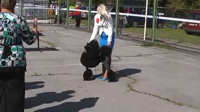 Большие пудели САС!В в Житомире 9сентября 2012