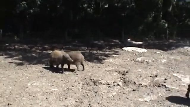 Дикие вепри (Франция) смотреть онлайн