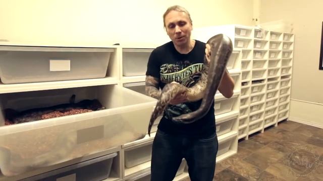 Close Call Blood Python Bite to the Face! SnakeBytesTV AnimalBytesTV смотреть онлайн