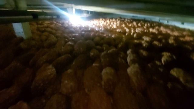 Один из вариантов хранения лука в навале. One of the options for storing onions in bulk. смотреть онлайн