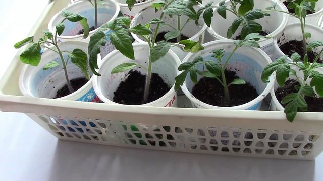 Зачем ОТРЫВАТЬ СЕМЯДОЛЬНЫЕ листья при пикировке ПОМИДОРОВ? смотреть онлайн