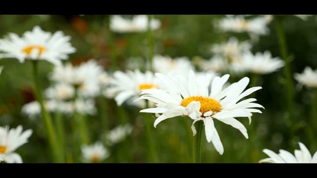 11 "А" ВЫПУСКНОЙ смотреть онлайн