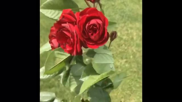 Штамбовые розы!! Rose Nina Weibull !! Роза Нина Вейбул на штамбе!! смотреть онлайн