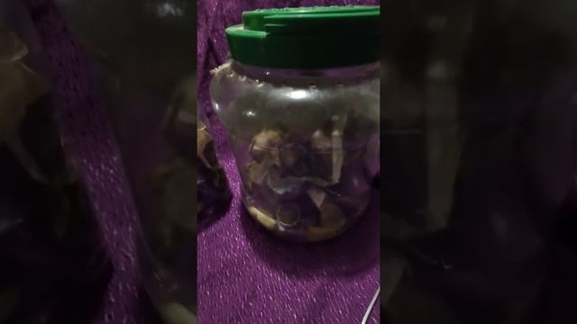 Кто держит насекомоядных животных должен содержать для них живую еду. смотреть онлайн