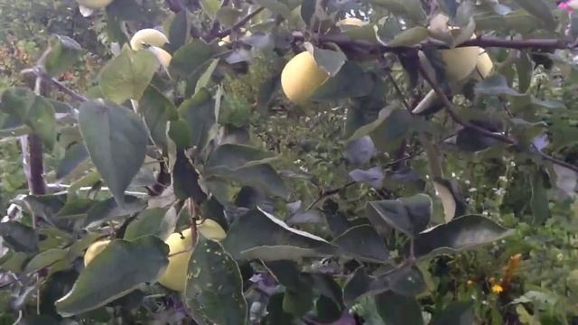 яблоня Папировка смотреть онлайн